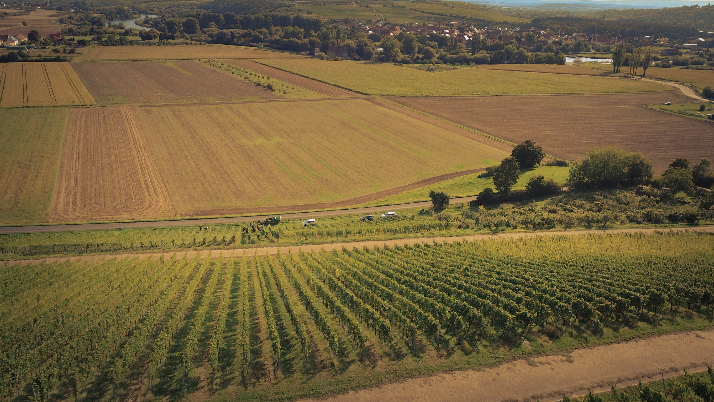 Sonniger Weinberg mit begrünten Rebreihen bei Untereisenheim